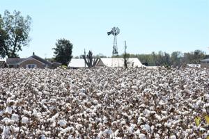 The South Carolina Cotton Growers meeting is scheduled for Tuesday, Jan 25. ...