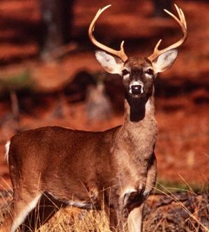 Hunters, processors and taxidermists should be aware of new restrictions on bringing deer carcasses from North Carolina into South Carolina. ...