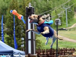 DockDogs canine aquatic competition featured at Palmetto Sportsmen’s Classic in Columbia March 22-24