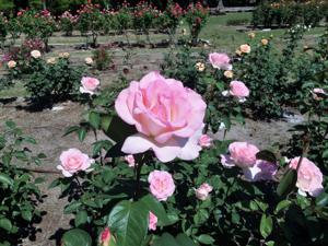 The 51st annual Festival of Roses kicks off Friday, May 3 from 6 p.m. to 10 p.m. with the Downtown Orangeburg Revitalization Association